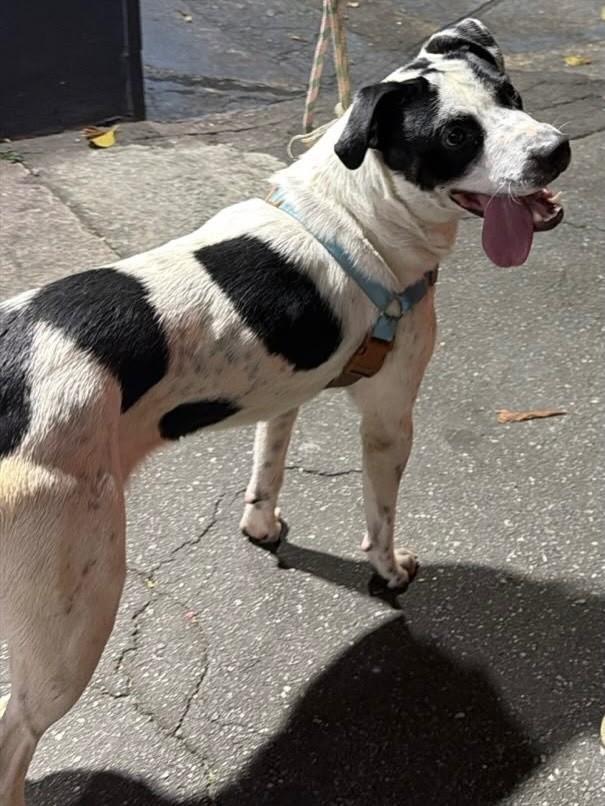 Dom, cachorro de porte médio para adoção em São Paulo - SP