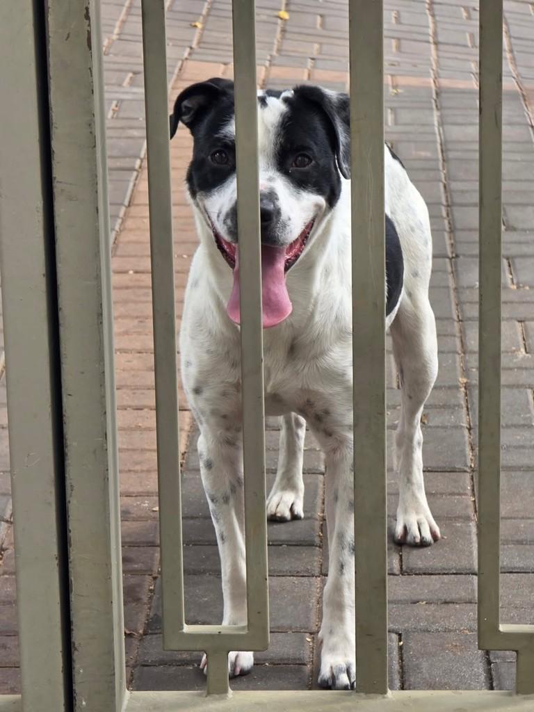 Dom, cachorro de porte médio para adoção em São Paulo - SP — foto 2 de 3