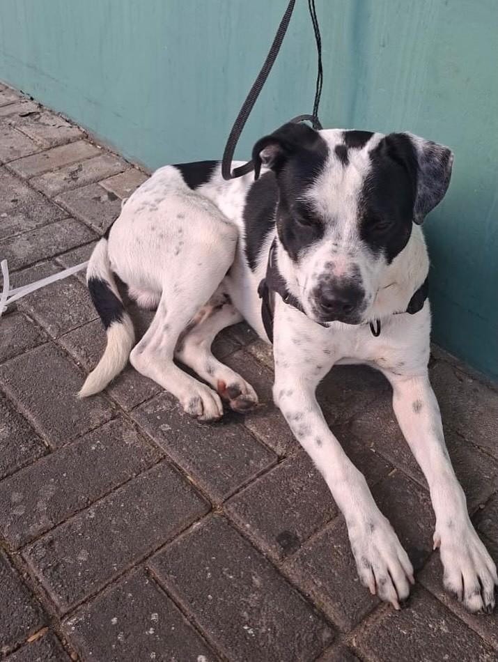 Dom, cachorro de porte médio para adoção em São Paulo - SP — foto 3 de 3