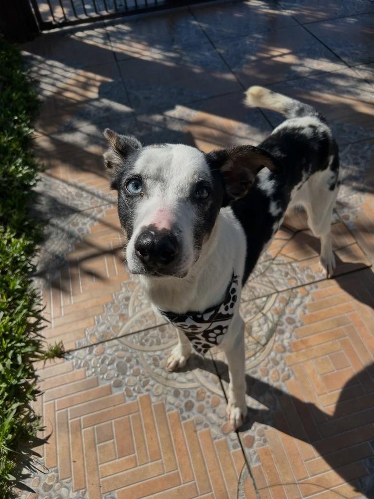 Blue, cadela de porte médio para adoção em Gravataí - RS