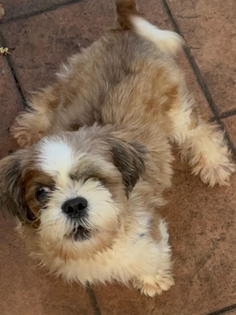 Melo, cachorro de porte médio para adoção em São Paulo - SP