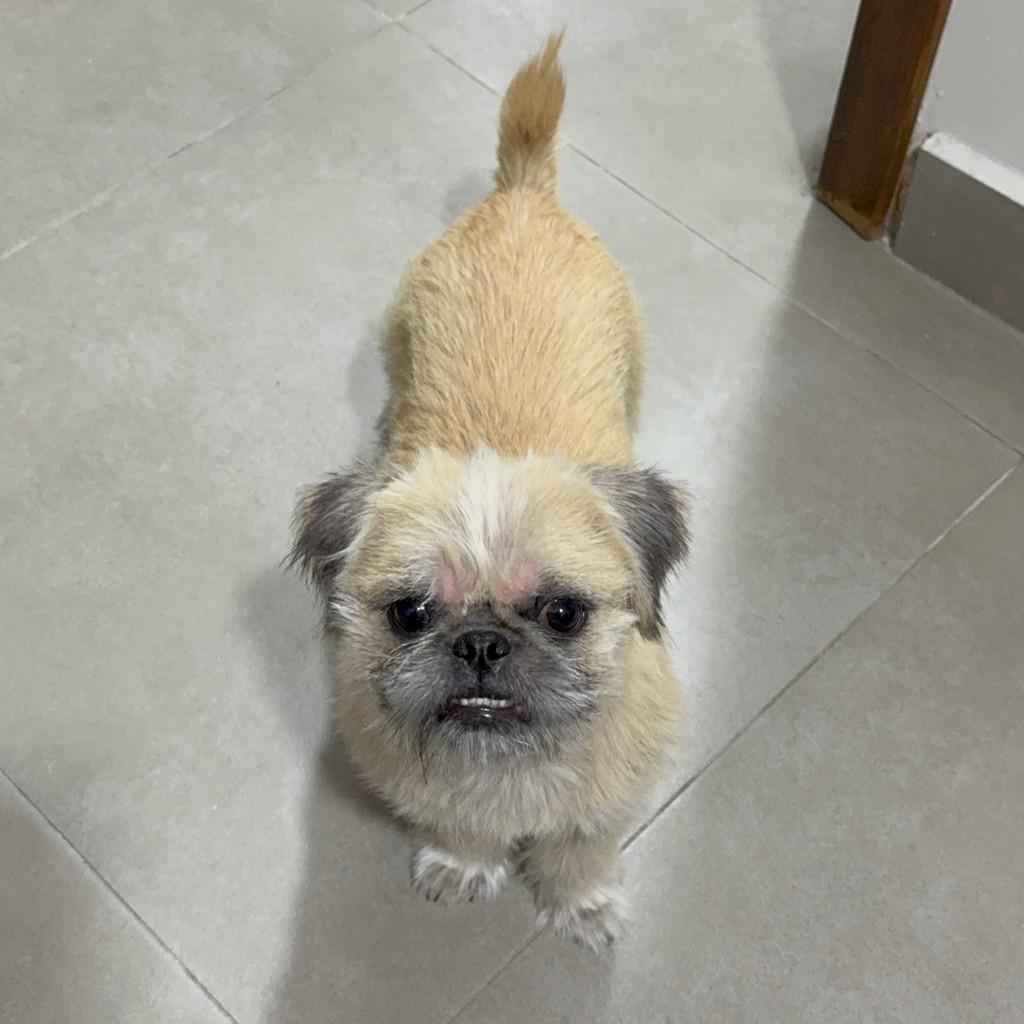Amely, cachorro de porte pequeno para adoção em São Paulo - SP