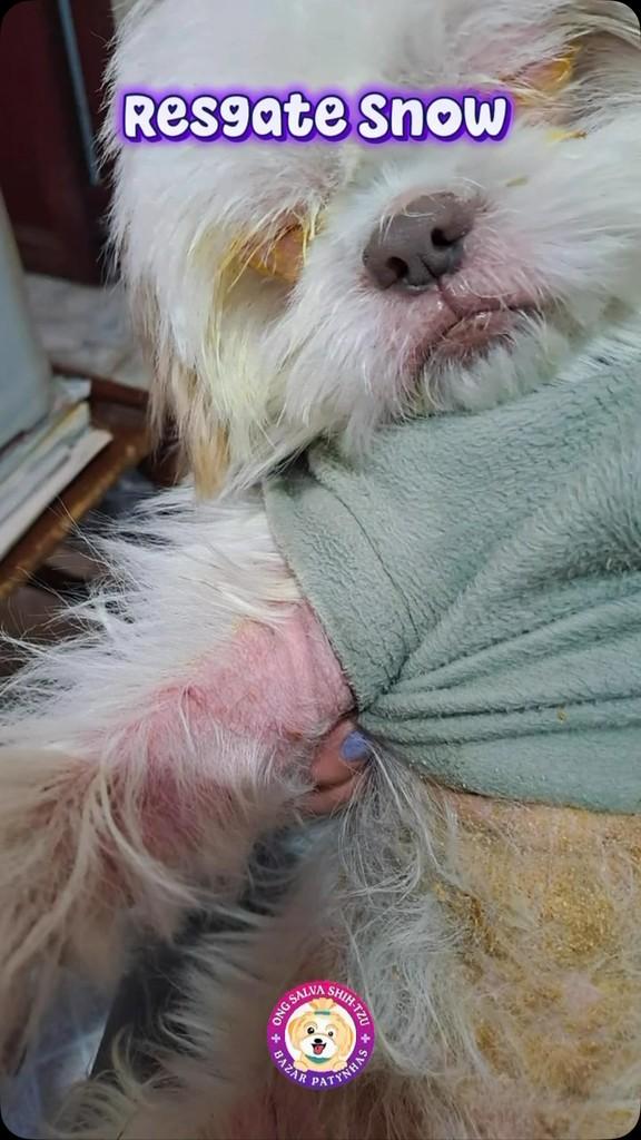 Snow, cachorro de porte pequeno para adoção em São Paulo - SP