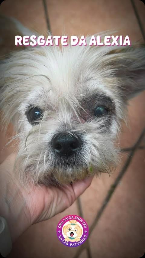 Alexia, cachorro de porte pequeno para adoção em São Paulo - SP
