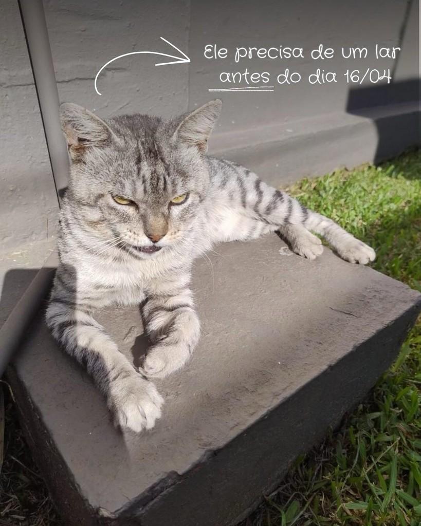 Levy, gato de porte médio para adoção em Santa Cruz do Sul - RS