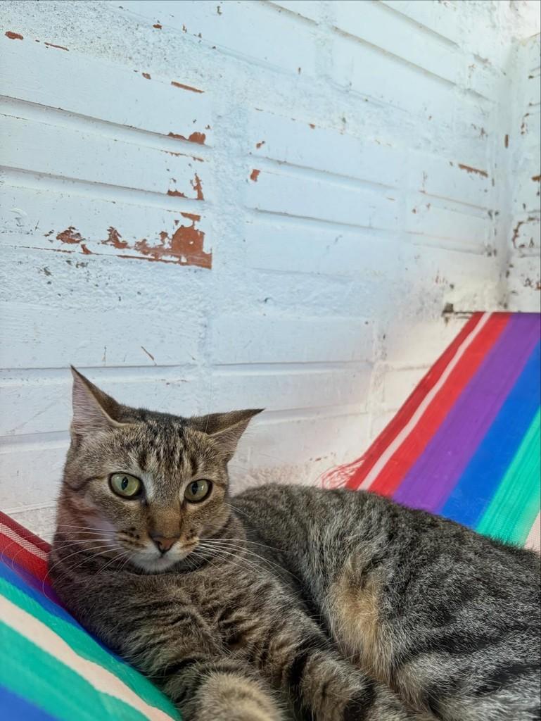 Guida, gata de porte pequeno para adoção em Santa Cruz do Sul - RS