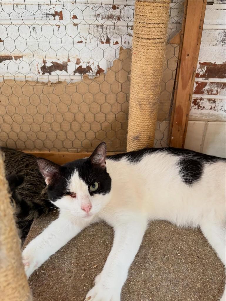 Félix, gato de porte médio para adoção em Santa Cruz do Sul - RS