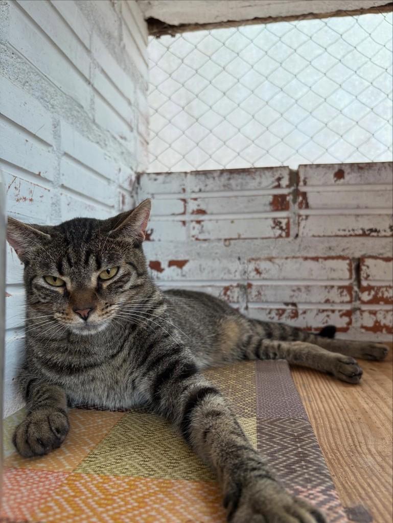 Lisianto, gato de porte pequeno para adoção em Santa Cruz do Sul - RS