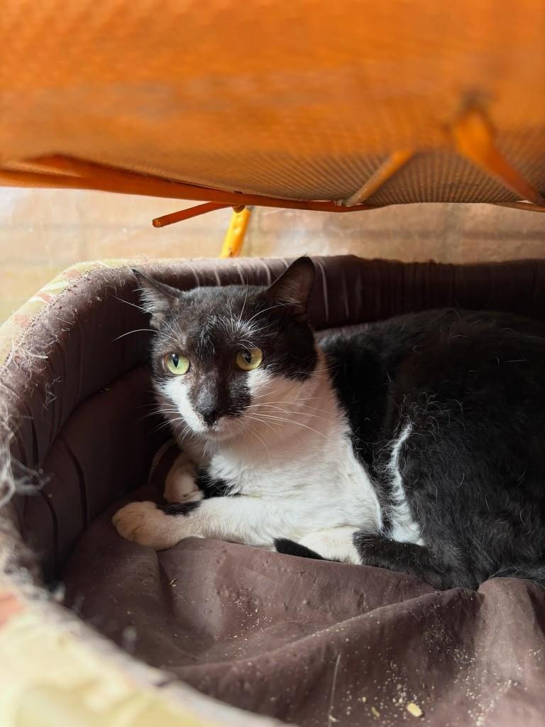 Broilo, gato de porte pequeno para adoção em Santa Cruz do Sul - RS