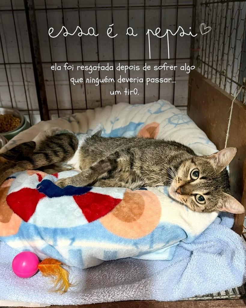 Pepsi, gato de porte pequeno para adoção em Santa Cruz do Sul - RS