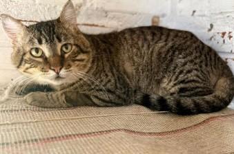 Gatão, gato de porte médio para adoção em Santa Cruz do Sul - RS