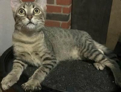 Dudu, gato de porte pequeno para adoção em Santa Cruz do Sul - RS
