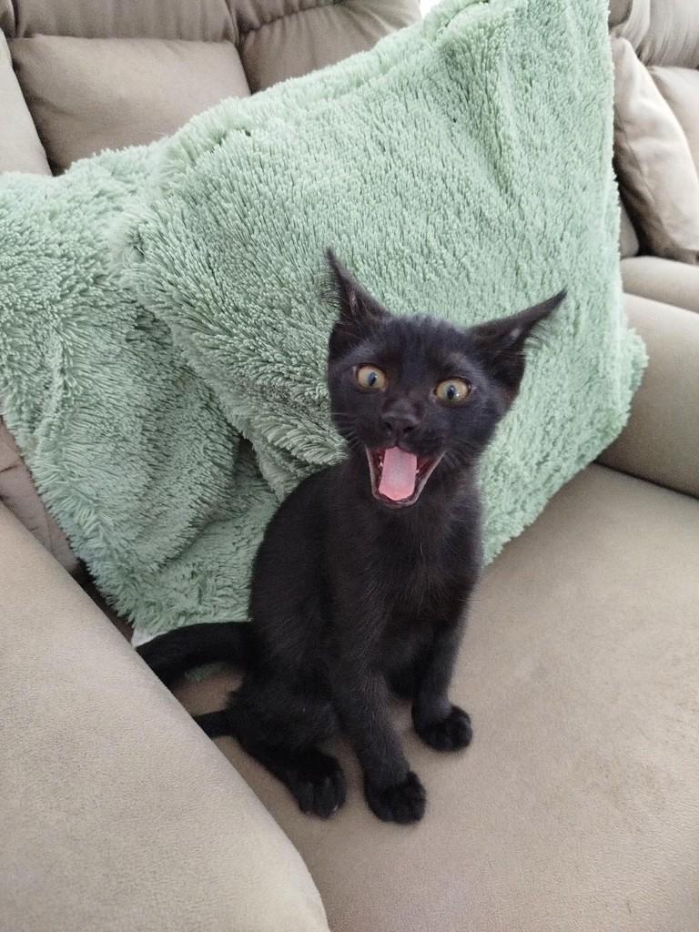 José Felipe, gato de porte pequeno para adoção em Santa Cruz do Sul - RS