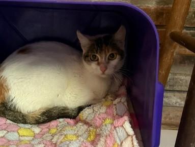 Madri, gato de porte médio para adoção em Santa Cruz do Sul - RS