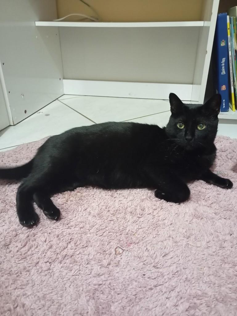 Feijão, gato de porte médio para adoção em Santa Cruz do Sul - RS