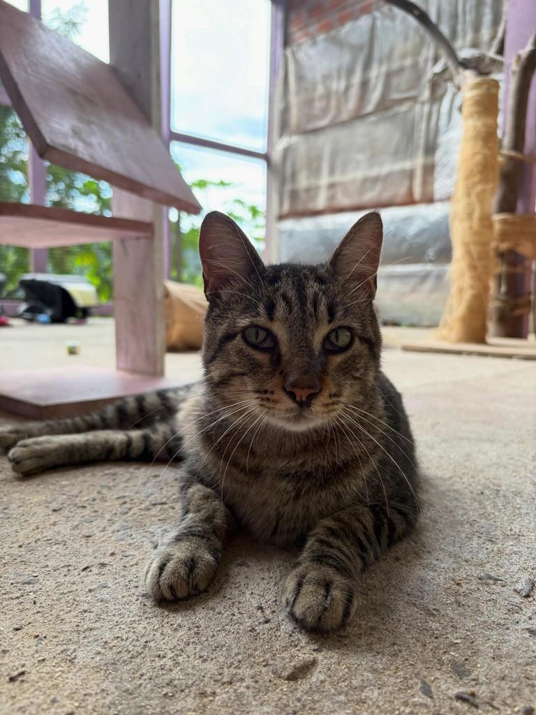 Garibaldo, gato de porte médio para adoção em Santa Cruz do Sul - RS