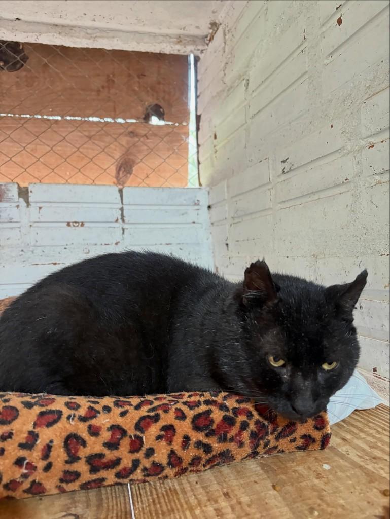 Lourenço, gato de porte médio para adoção em Santa Cruz do Sul - RS