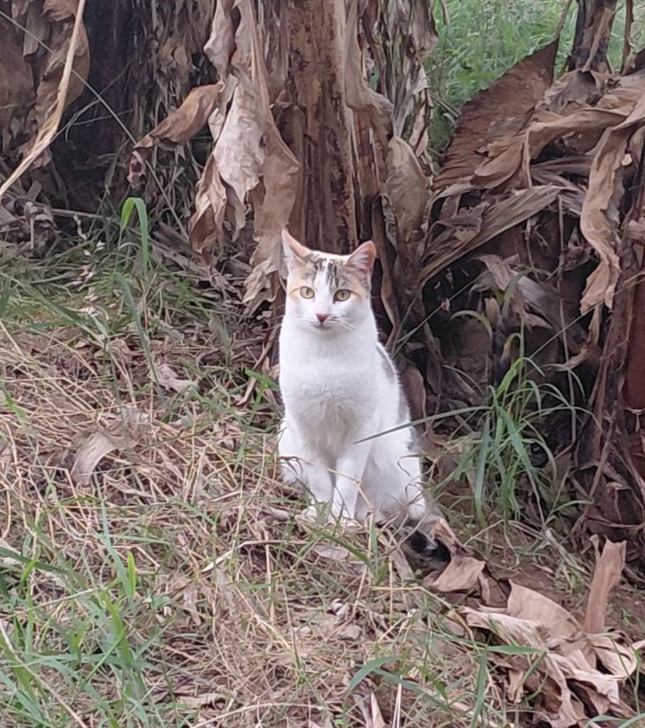 Consuelo, gata de porte pequeno para adoção em Santa Cruz do Sul - RS