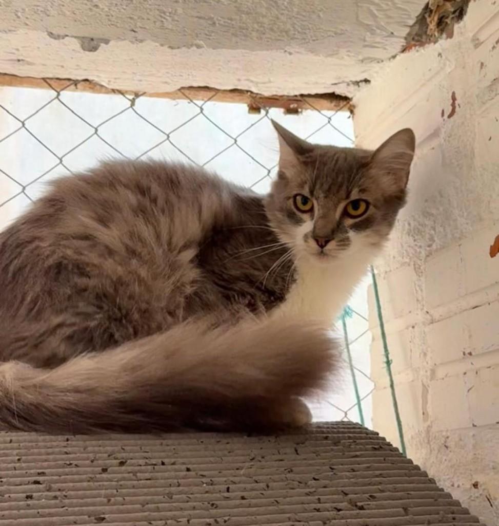 Monsieur, gato de porte médio para adoção em Santa Cruz do Sul - RS