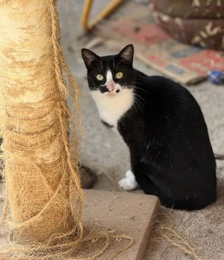 Random, gata de porte pequeno para adoção em Arroio Grande - RS