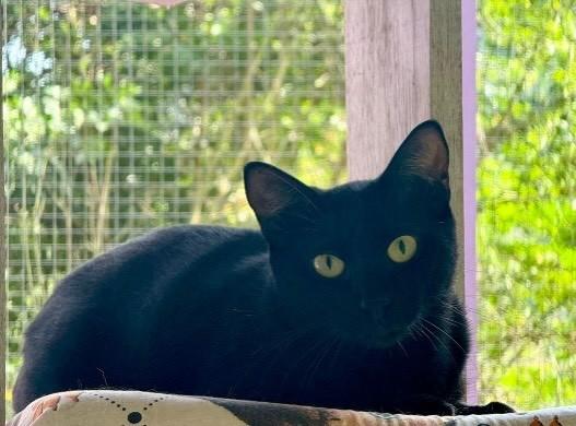 Negrole, gato de porte médio para adoção em Santa Cruz do Sul - RS