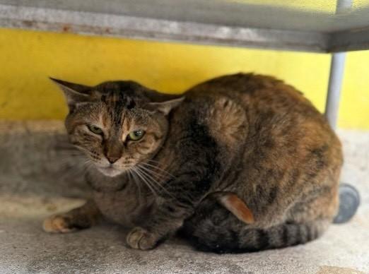 Maria Difícil, gato de porte pequeno para adoção em Santa Cruz do Sul - RS