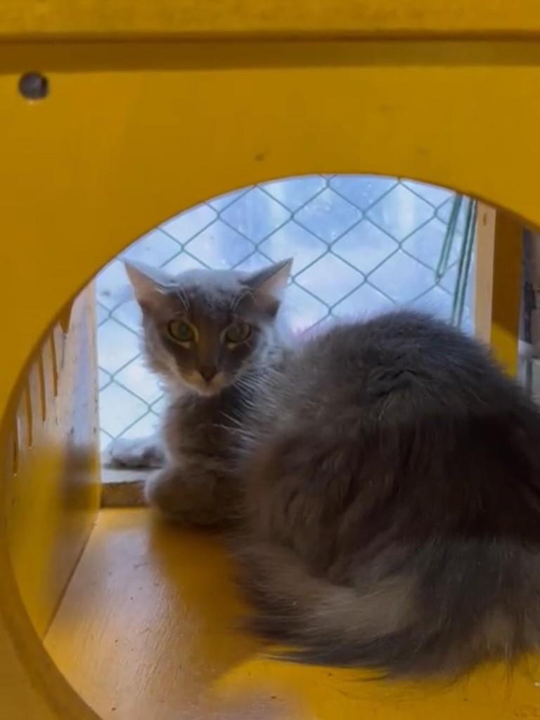 Galã, gato de porte pequeno para adoção em Santa Cruz do Sul - RS
