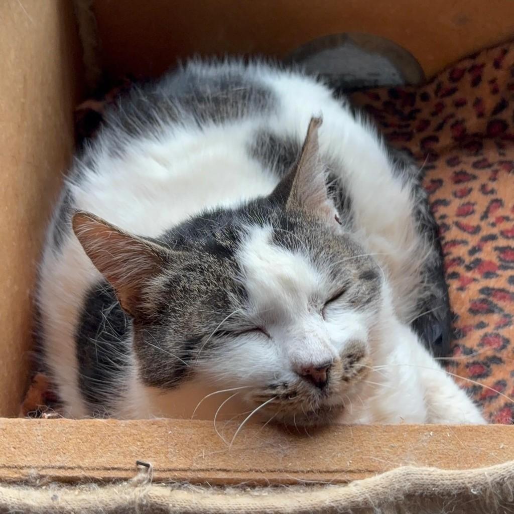 Rabisco, gato para adoção em Santa Cruz do Sul - RS