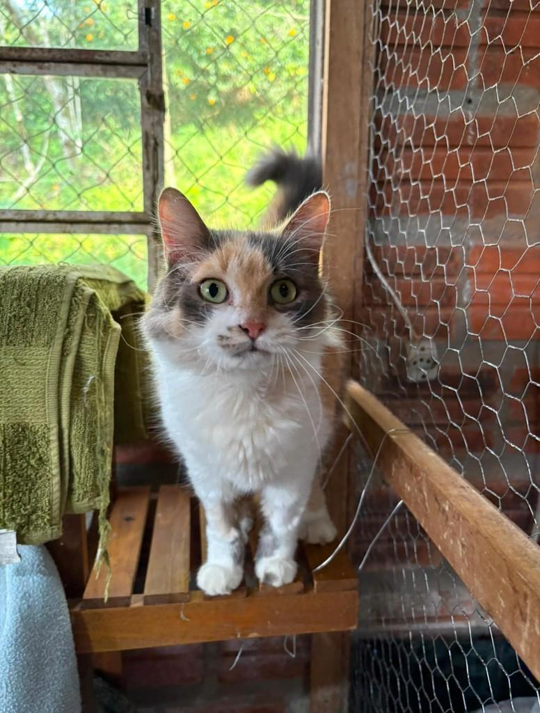 Isa, gata de porte pequeno para adoção em Santa Cruz do Sul - RS