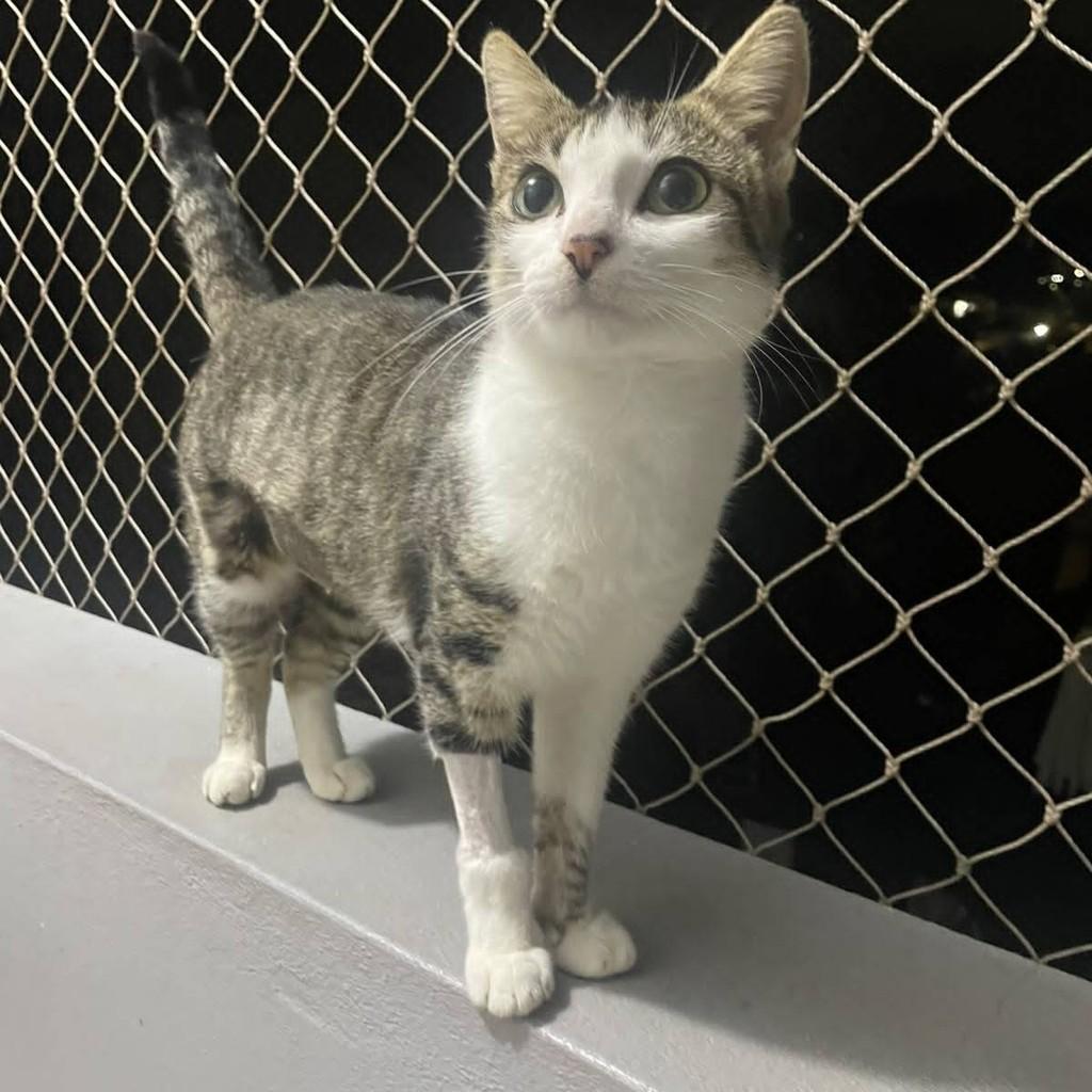 Frida, gata de porte pequeno para adoção em Santa Cruz do Sul - RS