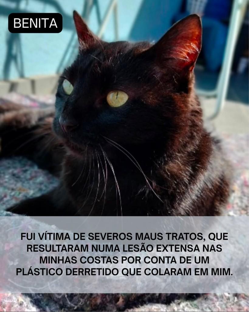 Benita, gata de porte médio para adoção em Santa Cruz do Sul - RS