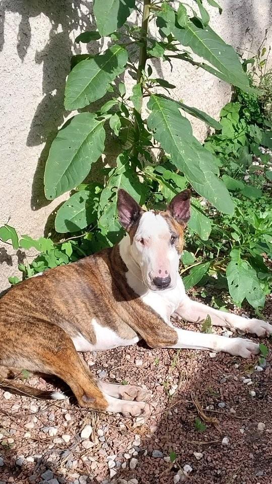 Beta, cadela de porte médio para adoção em Curitiba - PR