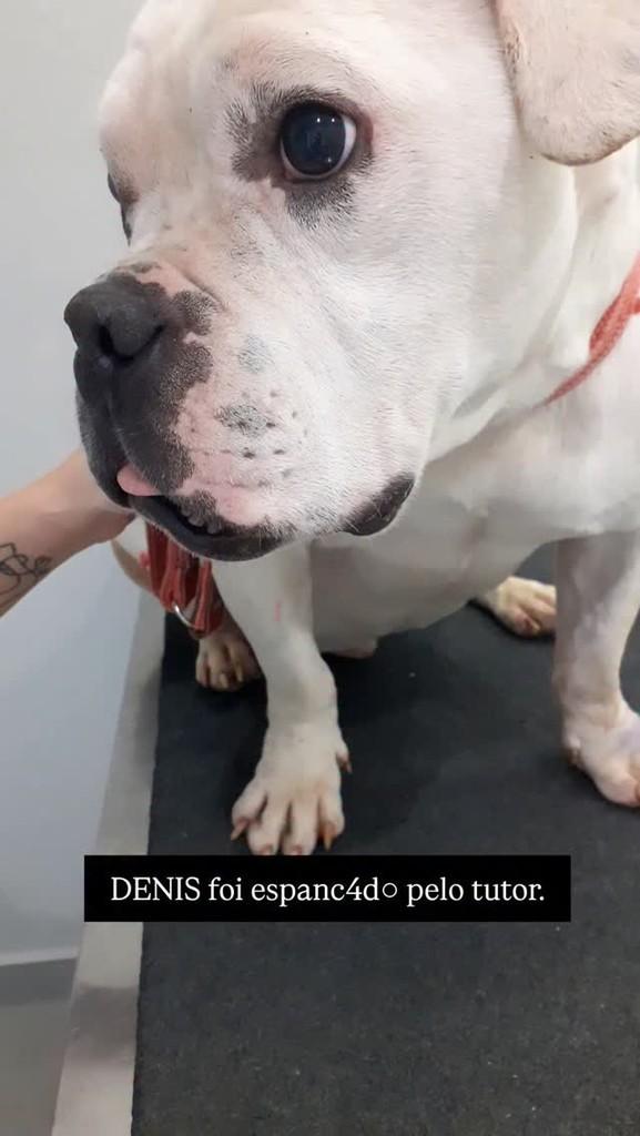 Denis, cachorro de porte médio para adoção em Curitiba - PR