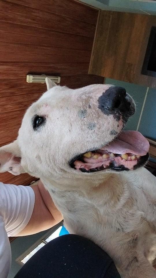 Guido, cachorro de porte médio para adoção em Curitiba - PR