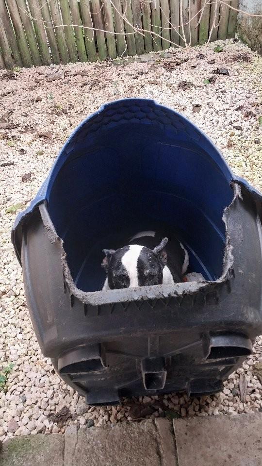 Tourinho, cachorro de porte grande para adoção em Curitiba - PR