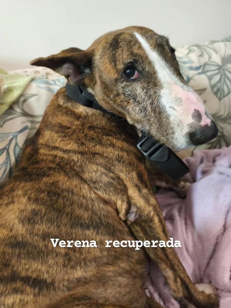 Verena, cadela de porte médio para adoção em Curitiba - PR
