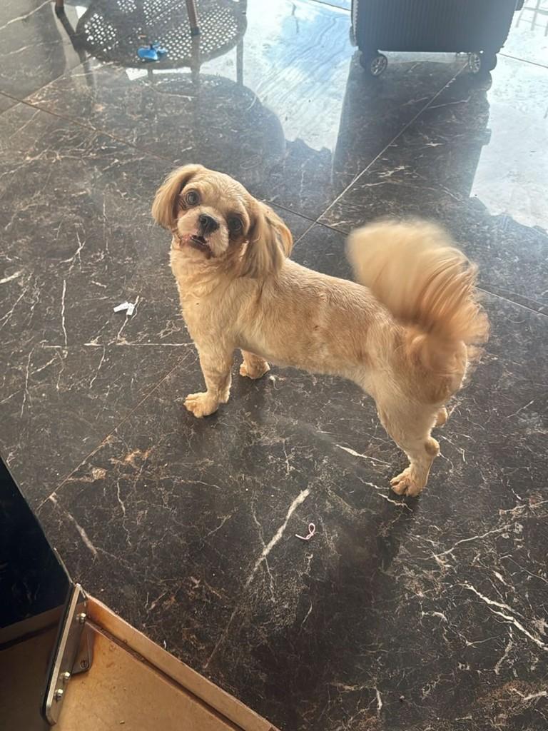 Cachorrinha, cadela de porte pequeno para adoção em Quirinópolis - GO