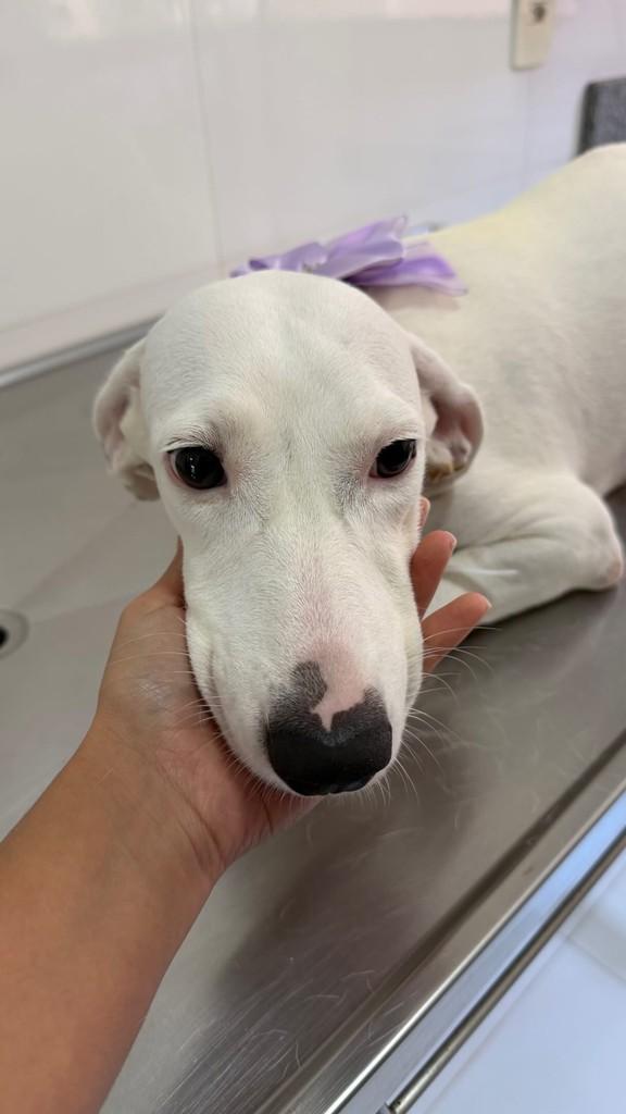 Cecília, cachorro de porte pequeno para adoção em Rio Verde - GO