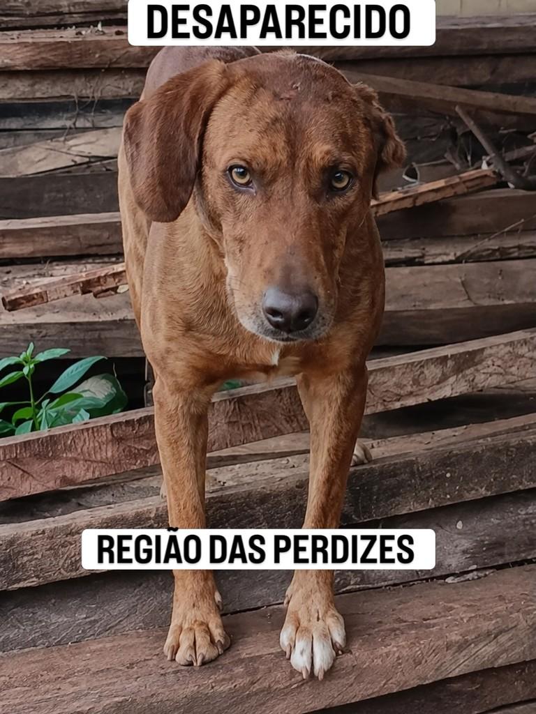 Orelha, cachorro de porte médio para adoção em Rio Verde - GO