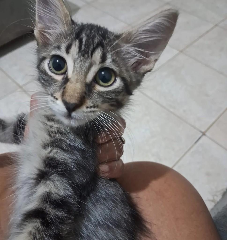 Peludinho, gato de porte pequeno para adoção em Natal - RN