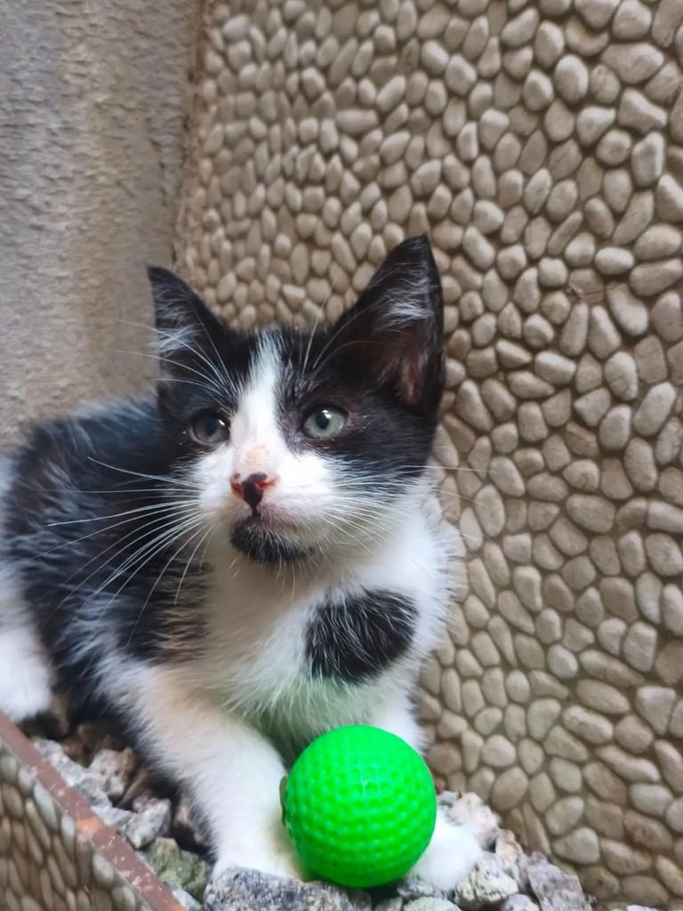 Frajolinha, gato de porte pequeno para adoção em Natal - RN