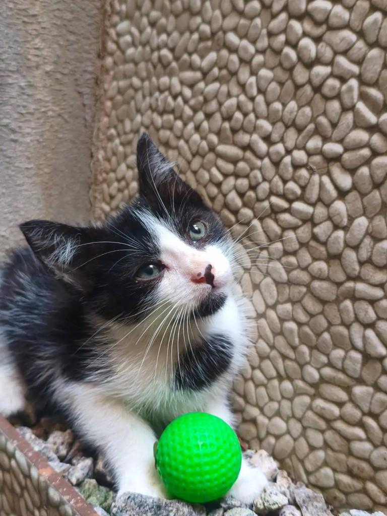 Frajolinha, gato de porte pequeno para adoção em Natal - RN — foto 2 de 8