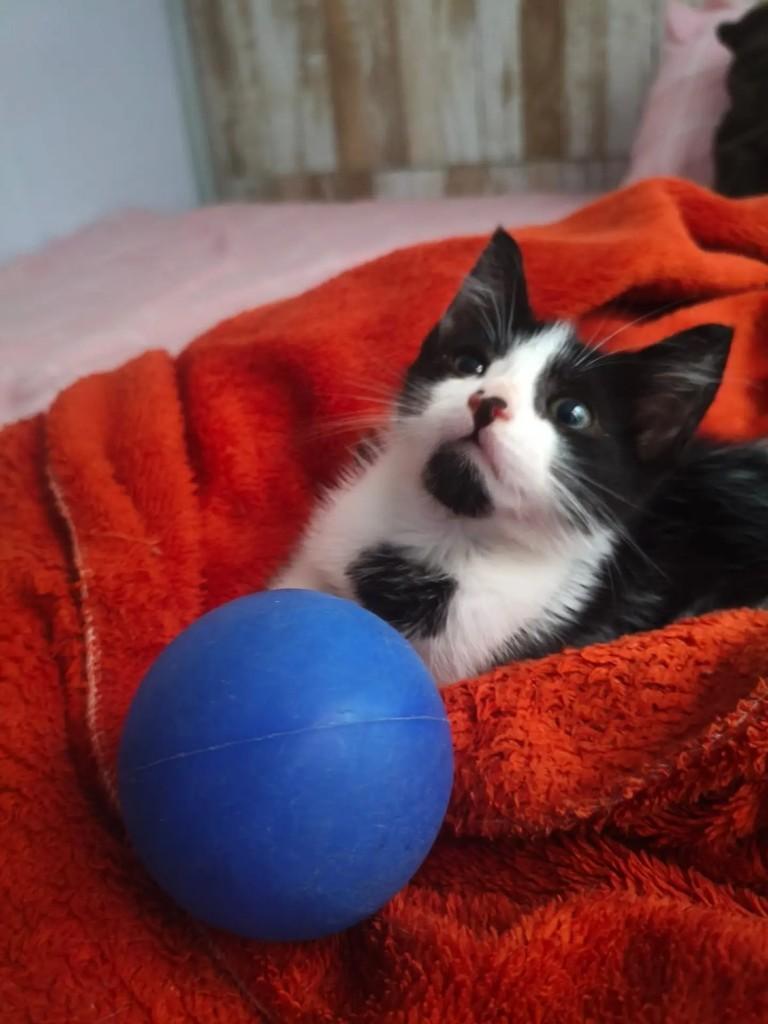 Frajolinha, gato de porte pequeno para adoção em Natal - RN — foto 3 de 8