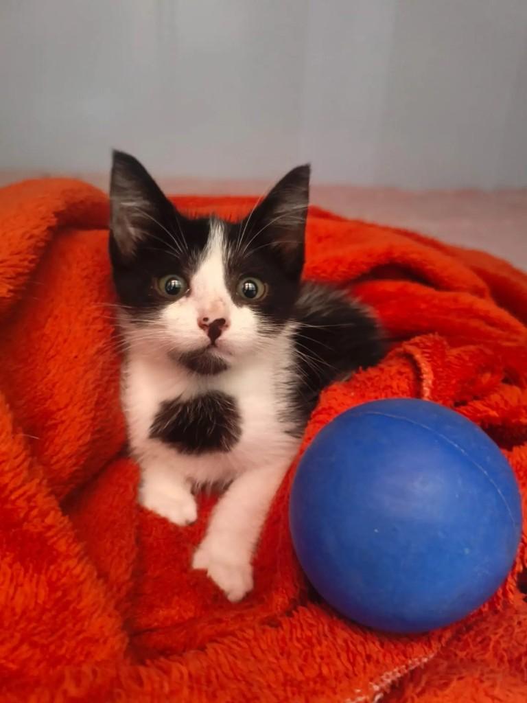 Frajolinha, gato de porte pequeno para adoção em Natal - RN — foto 4 de 8