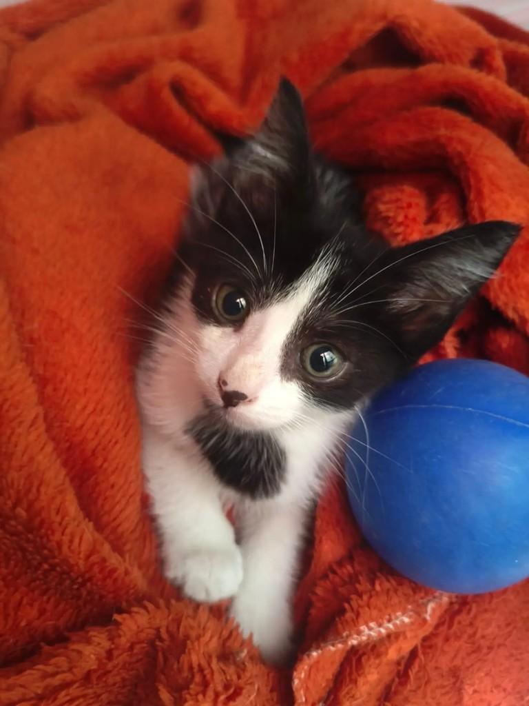 Frajolinha, gato de porte pequeno para adoção em Natal - RN — foto 5 de 8