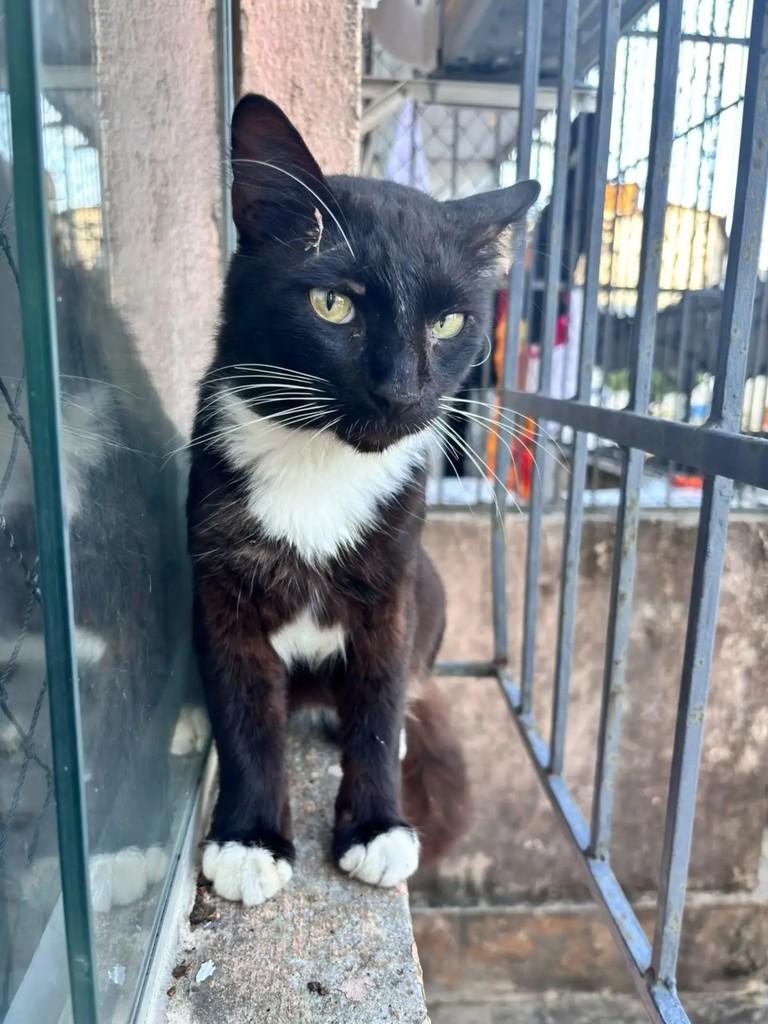 Alfredo, gato de porte pequeno para adoção em Natal - RN