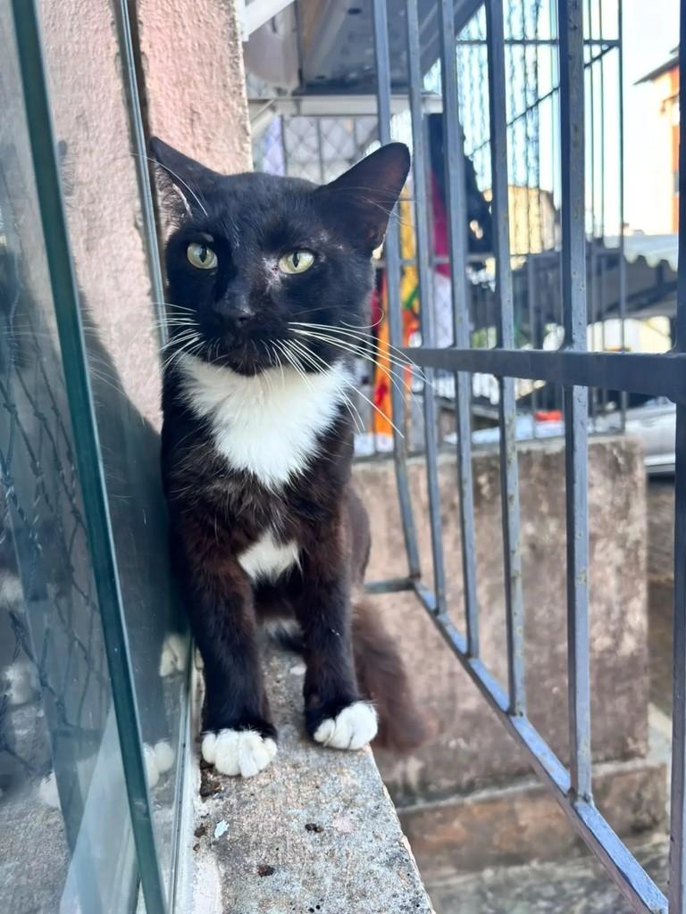 Alfredo, gato de porte pequeno para adoção em Natal - RN — foto 2 de 5