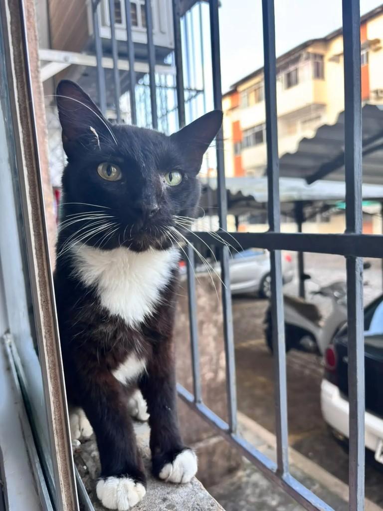 Alfredo, gato de porte pequeno para adoção em Natal - RN — foto 3 de 5