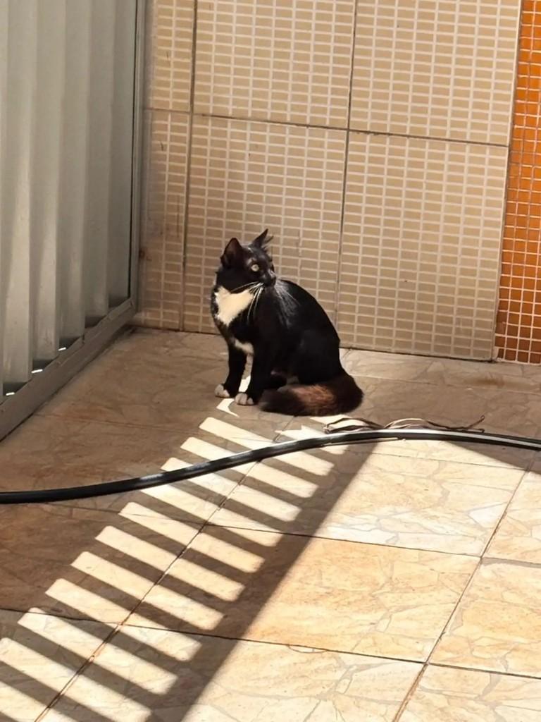 Alfredo, gato de porte pequeno para adoção em Natal - RN — foto 4 de 5