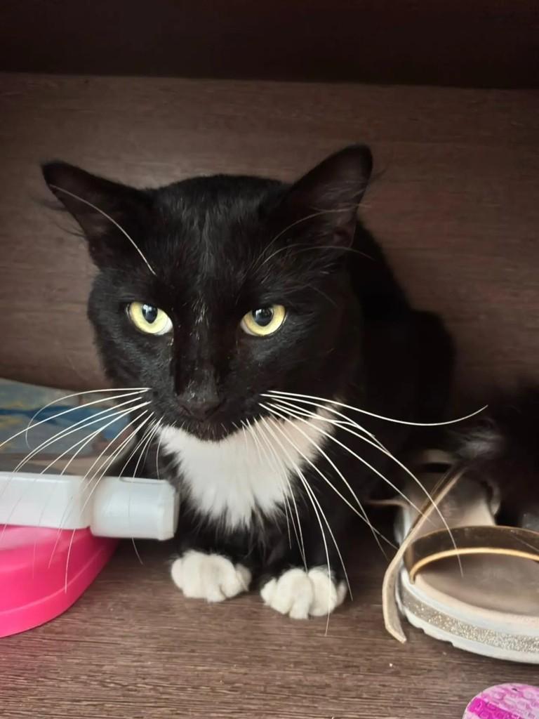Alfredo, gato de porte pequeno para adoção em Natal - RN — foto 5 de 5